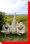 Whale Pelvic Bone - Alma, New Brunswick