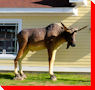 Moose - Alma, New Brunswick