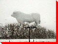 Angus Bull - Ste. Rose du Lac