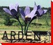 Crocuses - Arden, Manitoba