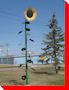 Sunflower - Altona, Manitoba