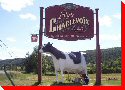 Cow - Baie-Saint-Paul, Quebec