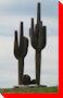 Cacti - Balzac, Alberta