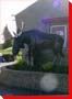 Moose- Beaupre