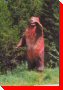 Grizzly Bear - Blue River, British Columbia