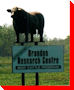 Brown Bull - Brandon, Manitoba
