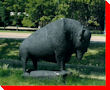 Buffalo - Brandon, Manitoba