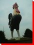 Rooster - Cambridge, Ontario