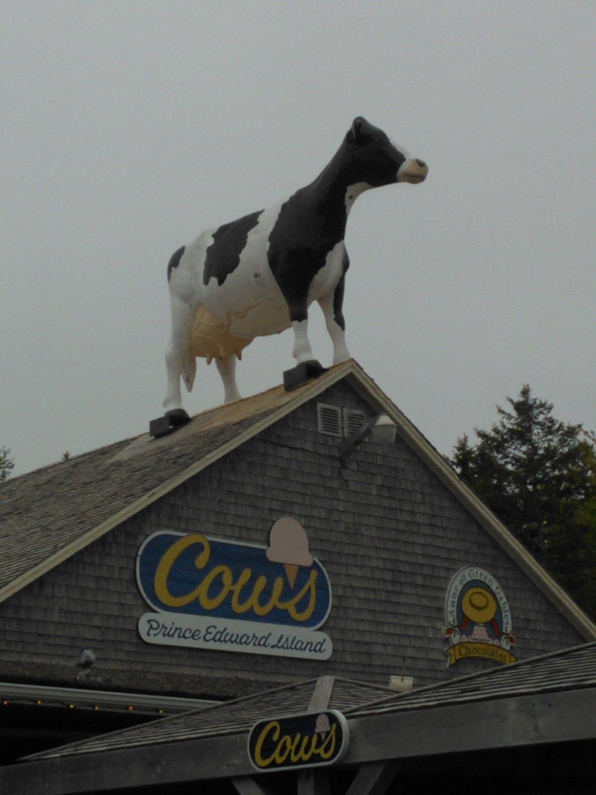 Cow - Canvendish, Prince Edward Island