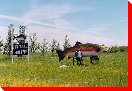 Trout - Chin, Alberta