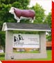 Bull - Coaticook, Quebec