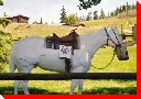 Horse - Cochrane, Alberta