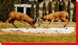 Dueling Deers - Serpent River