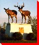 Deer - St. Malo, Manitoba