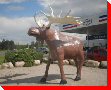Moose - Deer Lake, Newfoundland and Labrador