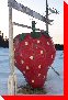 Strawberry - Deer Lake, Newfoundland and Labrador