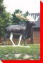 Bruce the Moose - Doaktown, New Brunswick
