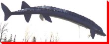 World's Largest Sturgeon - Dominion City, Manitoba