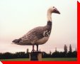 Snow Goose - Dunrea, Manitoba