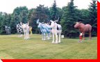 Moose Herd - Durham, Ontario