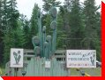 World's Largest Fiddleheads - Plaster Rock, New Brunswick