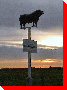 Bull - Gilbert Plains, Manitoba