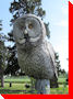 Grey Owl - Portage La Prairie, Manitoba