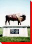Buffalo - Grunthal, Manitoba