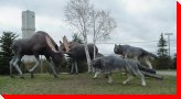 Moose - Hearst, Ontario