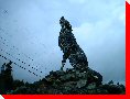 Wolf - Heyden, Ontario