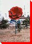 Giant Rose - Inglis, Manitoba