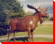 Jerry the Moose - Clearwater, British Columbia