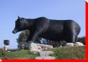 Black Bear - Kapuskasing, Ontario
