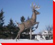 King Buck - Poplarfield, Manitoba