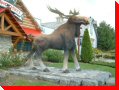 Moose - Kitchener, Ontario
