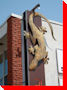Gecko - Markham Village, Ontario