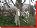 Mosquito- Lakefield, Ontario