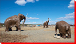 Mammoth - Whitehorse, Yukon