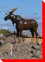 Moose - Manning, Alberta