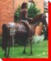Native on Horse - Massey, Ontario