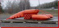 Lobster - Michael's Harbour, Newfoundland and Labrador