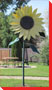 Sunflower - Minitonas, Manitoba