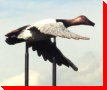 Canvas Back Duck - Minnedosa, Manitoba
