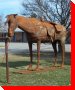 Mohawk Horse - Massey, Ontario