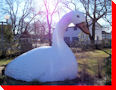 Snow Goose - Montmagny, Quebec