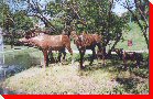 Moose Family - Moose Jaw, Saskatchewan