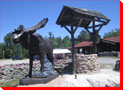 Bruce the Moose - Moose Lake, Ontario