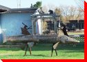 Sturgeon - Massey, Ontario