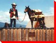 Prospector and Mule - New Hazelton, British Columbia