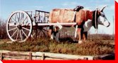 Ox and Cart - Oak Lake, Manitoba